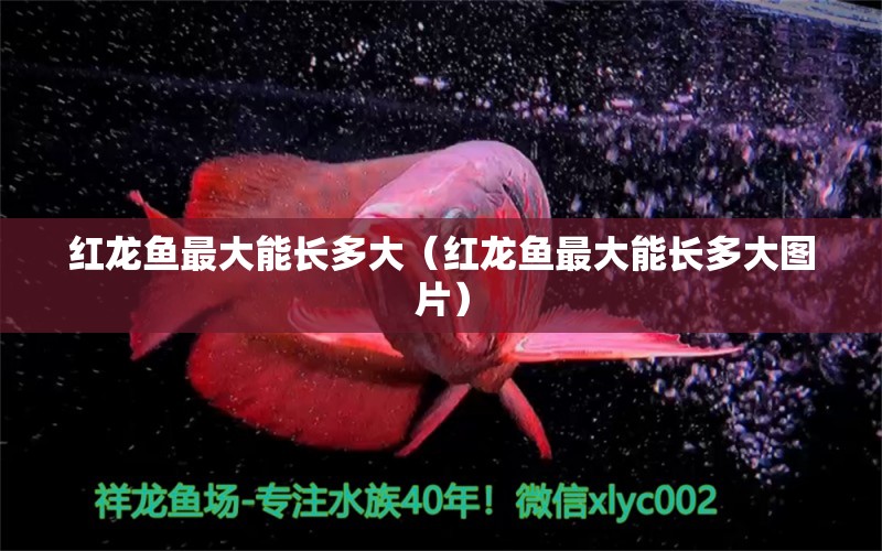红龙鱼最大能长多大（红龙鱼最大能长多大图片） 龙鱼百科