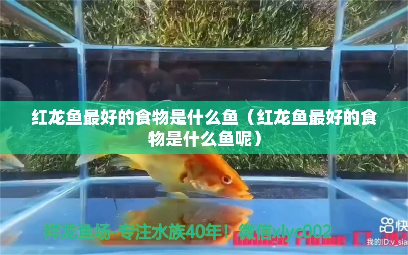 红龙鱼最好的食物是什么鱼（红龙鱼最好的食物是什么鱼呢）