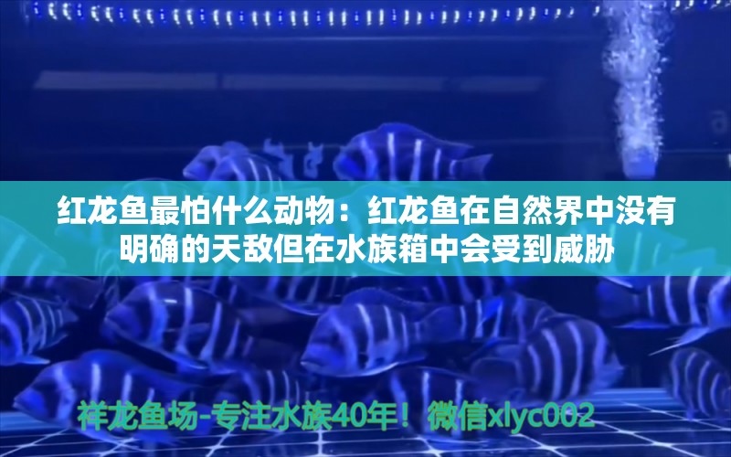 红龙鱼最怕什么动物：红龙鱼在自然界中没有明确的天敌但在水族箱中会受到威胁