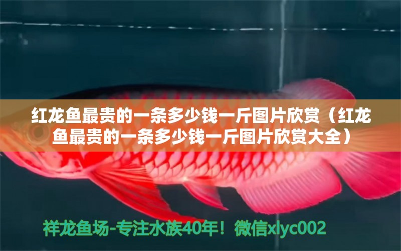红龙鱼最贵的一条多少钱一斤图片欣赏（红龙鱼最贵的一条多少钱一斤图片欣赏大全） 印尼红龙鱼