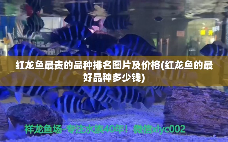 红龙鱼最贵的品种排名图片及价格(红龙鱼的最好品种多少钱) 羽毛刀鱼苗