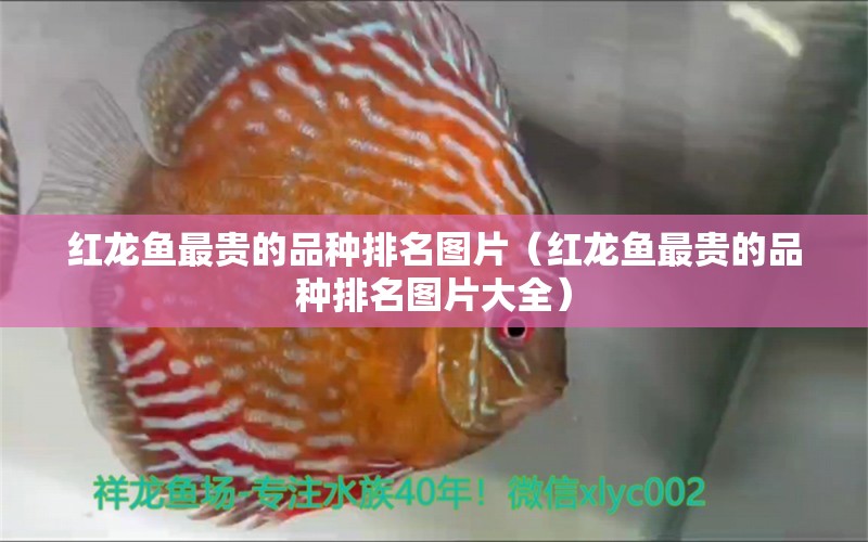 红龙鱼最贵的品种排名图片（红龙鱼最贵的品种排名图片大全） 印尼红龙鱼