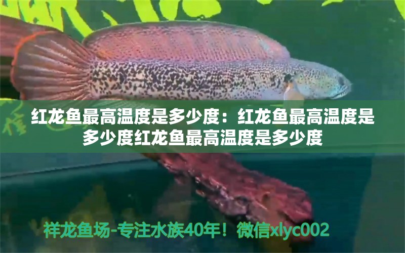 红龙鱼最高温度是多少度：红龙鱼最高温度是多少度红龙鱼最高温度是多少度