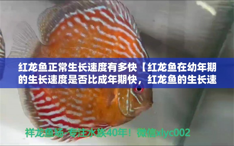 红龙鱼正常生长速度有多快【红龙鱼在幼年期的生长速度是否比成年期快，红龙鱼的生长速度有关】