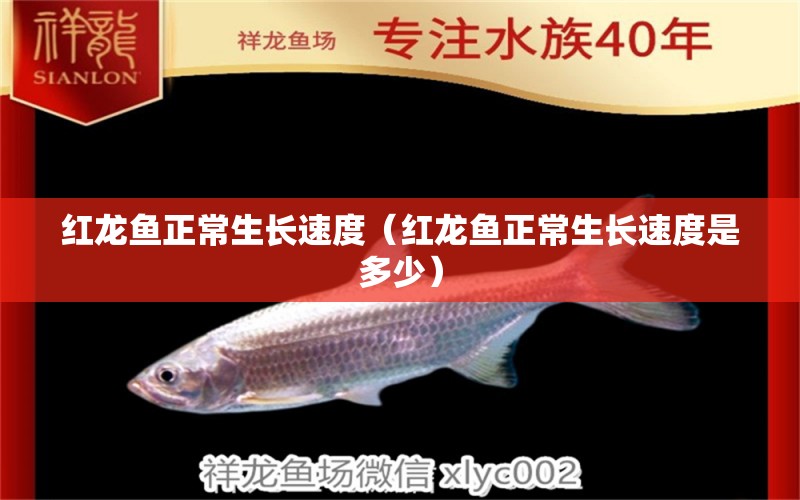 红龙鱼正常生长速度（红龙鱼正常生长速度是多少） 印尼红龙鱼