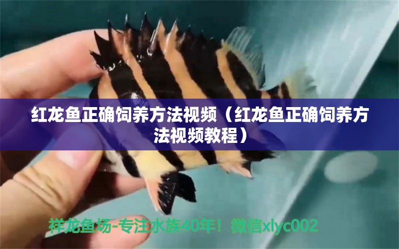 红龙鱼正确饲养方法视频（红龙鱼正确饲养方法视频教程） 水族问答 第1张