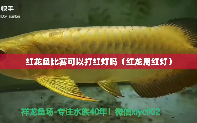 红龙鱼比赛可以打红灯吗（红龙用红灯） 水族主题相关 第1张