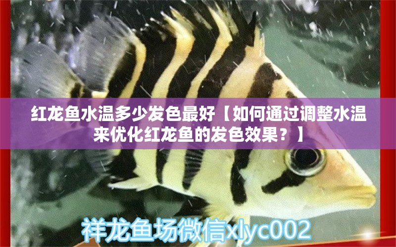 红龙鱼水温多少发色最好【如何通过调整水温来优化红龙鱼的发色效果？】 水族问答 第1张