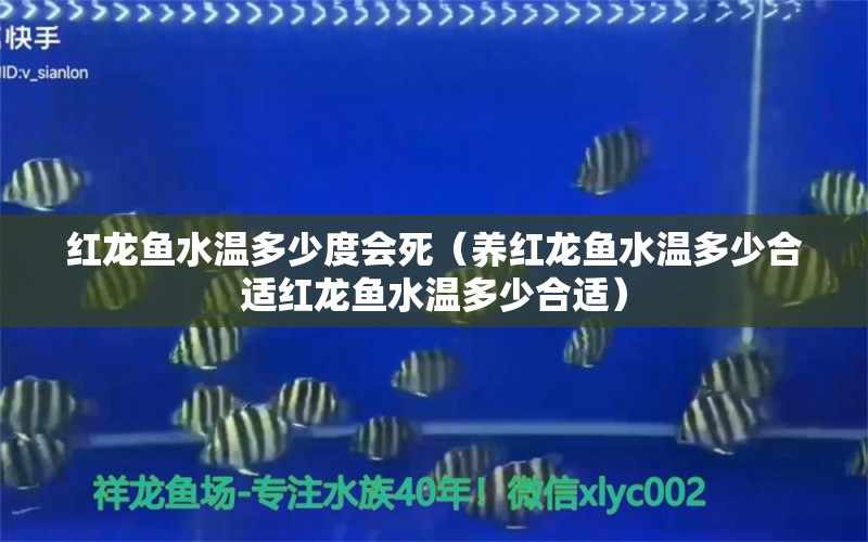 红龙鱼水温多少度会死（养红龙鱼水温多少合适红龙鱼水温多少合适）