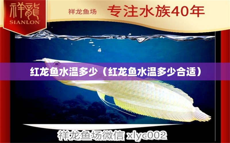 红龙鱼水温多少（红龙鱼水温多少合适） 水族问答 第2张