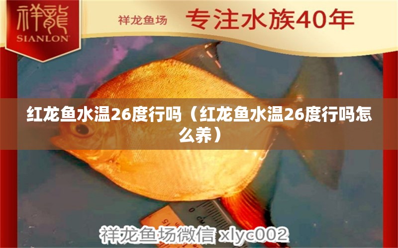 红龙鱼水温26度行吗（红龙鱼水温26度行吗怎么养） 龙鱼百科