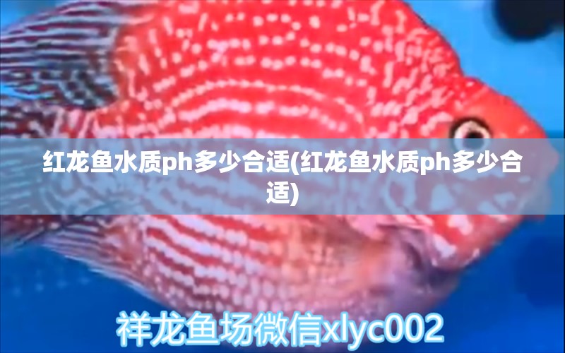 红龙鱼水质ph多少合适(红龙鱼水质ph多少合适) BD魟鱼 第1张