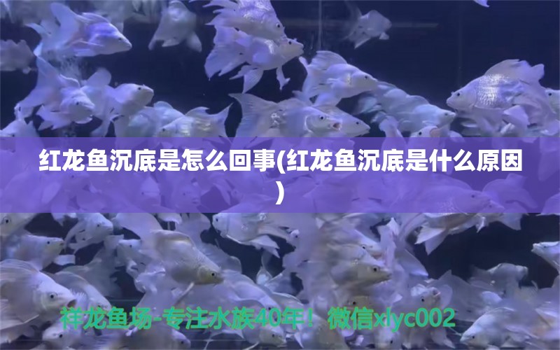 红龙鱼沉底是怎么回事(红龙鱼沉底是什么原因)