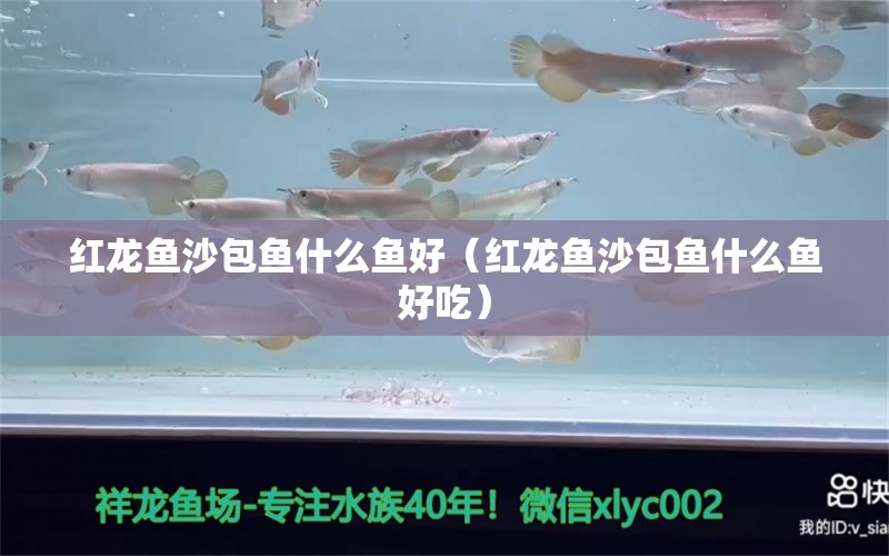 红龙鱼沙包鱼什么鱼好（红龙鱼沙包鱼什么鱼好吃） 广州龙鱼批发市场