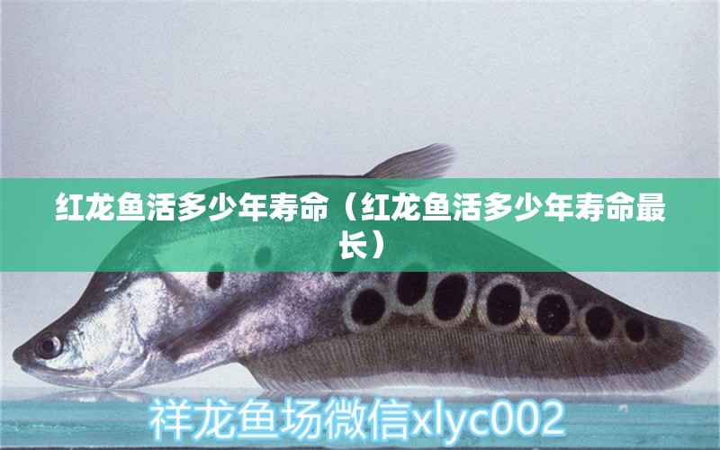 红龙鱼活多少年寿命（红龙鱼活多少年寿命最长） 印尼红龙鱼