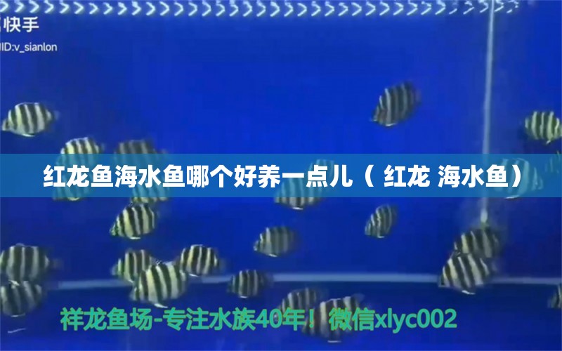 红龙鱼海水鱼哪个好养一点儿（ 红龙 海水鱼）