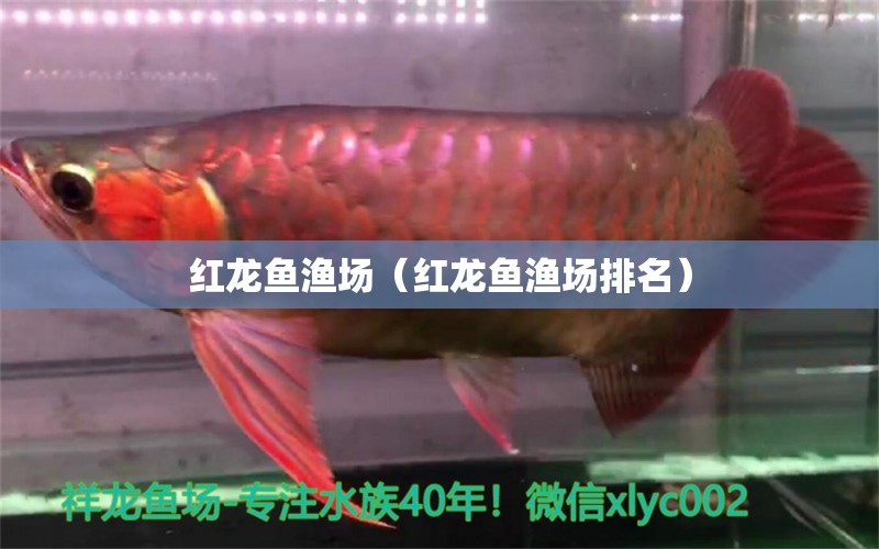 红龙鱼渔场（红龙鱼渔场排名） 网上购买观赏鱼