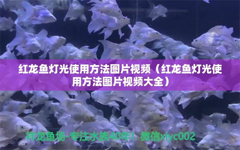 红龙鱼灯光使用方法图片视频（红龙鱼灯光使用方法图片视频大全）