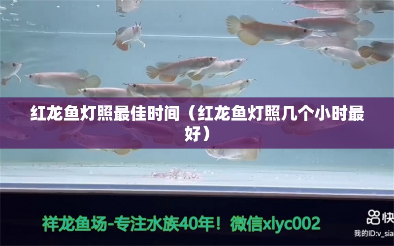 红龙鱼灯照最佳时间（红龙鱼灯照几个小时最好） 印尼红龙鱼