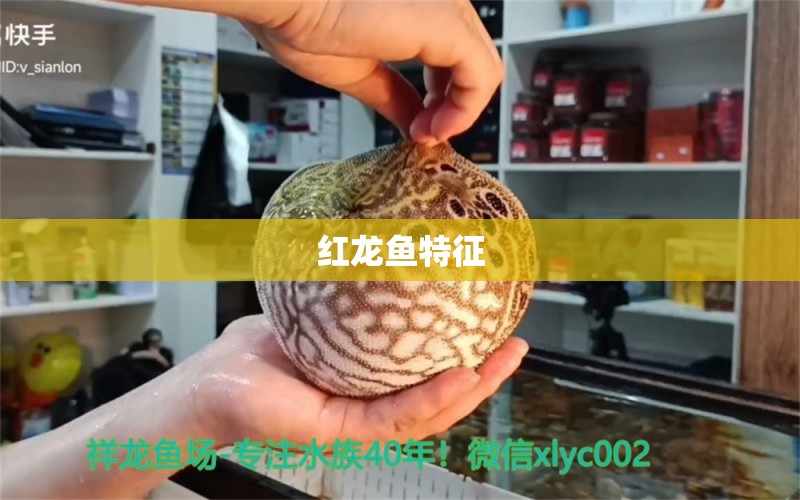 红龙鱼特征