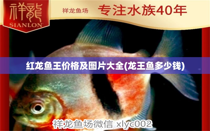 红龙鱼王价格及图片大全(龙王鱼多少钱) 白条过背金龙鱼