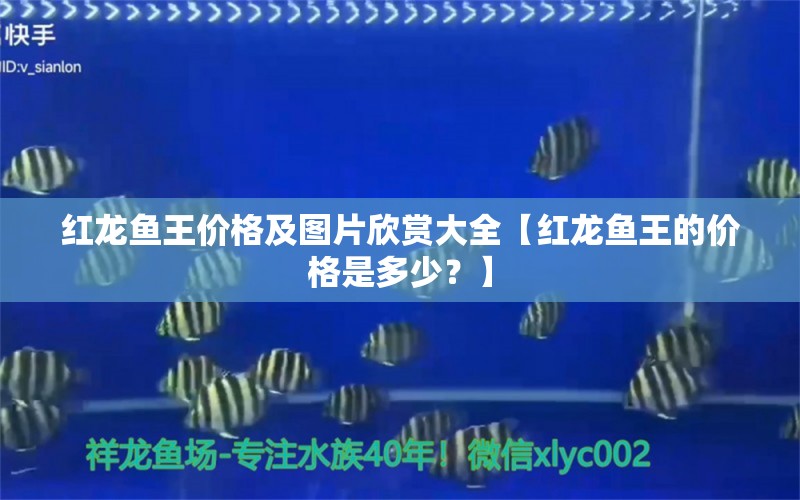 红龙鱼王价格及图片欣赏大全【红龙鱼王的价格是多少？】