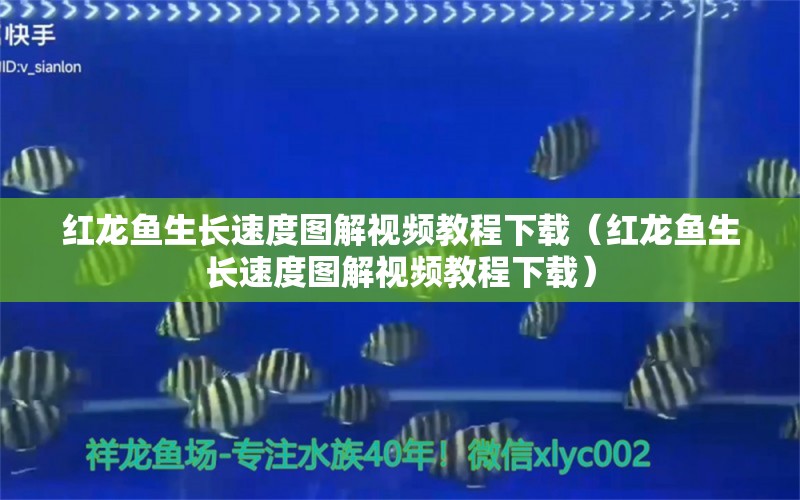 红龙鱼生长速度图解视频教程下载（红龙鱼生长速度图解视频教程下载）