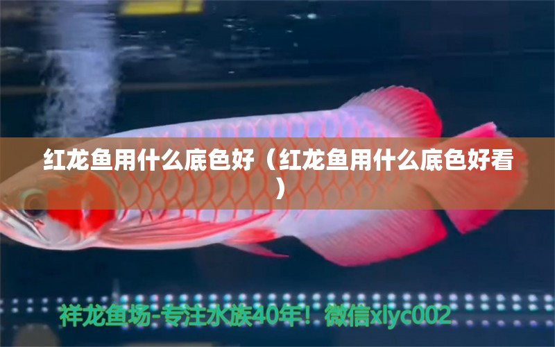 红龙鱼用什么底色好（红龙鱼用什么底色好看）