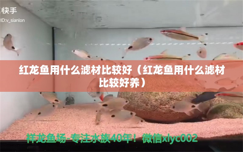 红龙鱼用什么滤材比较好（红龙鱼用什么滤材比较好养） 龙鱼百科