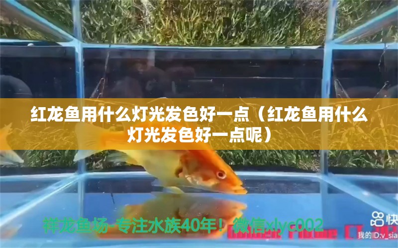 红龙鱼用什么灯光发色好一点（红龙鱼用什么灯光发色好一点呢）