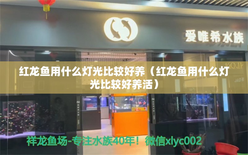 红龙鱼用什么灯光比较好养（红龙鱼用什么灯光比较好养活） 印尼红龙鱼