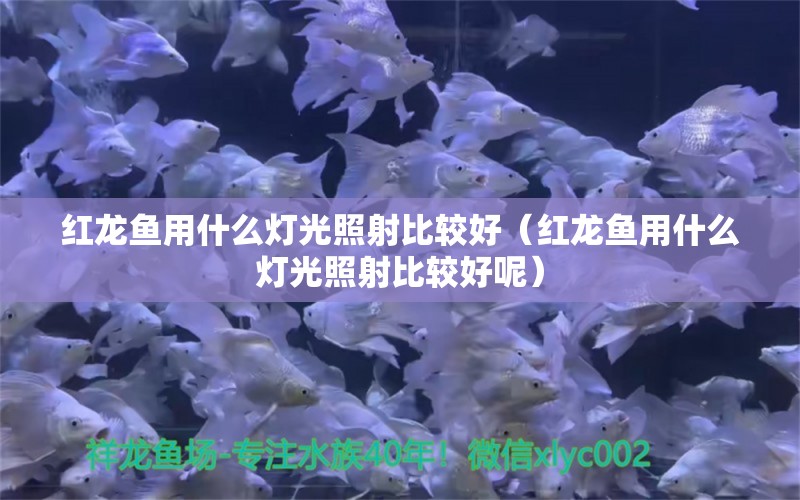 红龙鱼用什么灯光照射比较好（红龙鱼用什么灯光照射比较好呢）