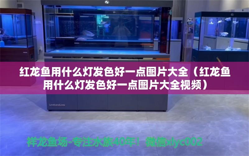 红龙鱼用什么灯发色好一点图片大全（红龙鱼用什么灯发色好一点图片大全视频） 印尼红龙鱼