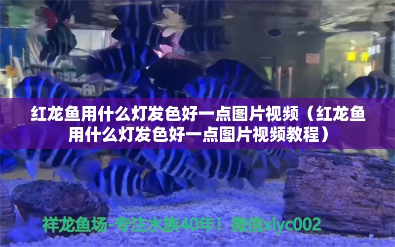 红龙鱼用什么灯发色好一点图片视频（红龙鱼用什么灯发色好一点图片视频教程）