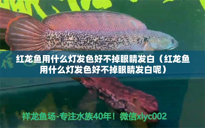 红龙鱼用什么灯发色好不掉眼睛发白（红龙鱼用什么灯发色好不掉眼睛发白呢） 印尼红龙鱼