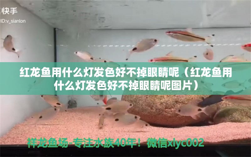 红龙鱼用什么灯发色好不掉眼睛呢（红龙鱼用什么灯发色好不掉眼睛呢图片）