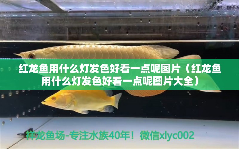 红龙鱼用什么灯发色好看一点呢图片（红龙鱼用什么灯发色好看一点呢图片大全）