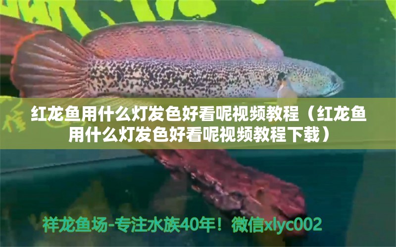 红龙鱼用什么灯发色好看呢视频教程（红龙鱼用什么灯发色好看呢视频教程下载） 印尼红龙鱼