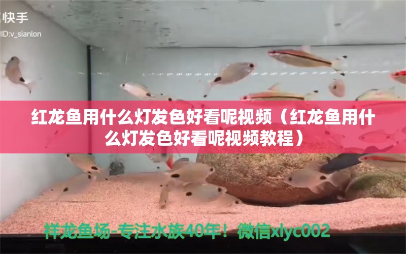 红龙鱼用什么灯发色好看呢视频（红龙鱼用什么灯发色好看呢视频教程）