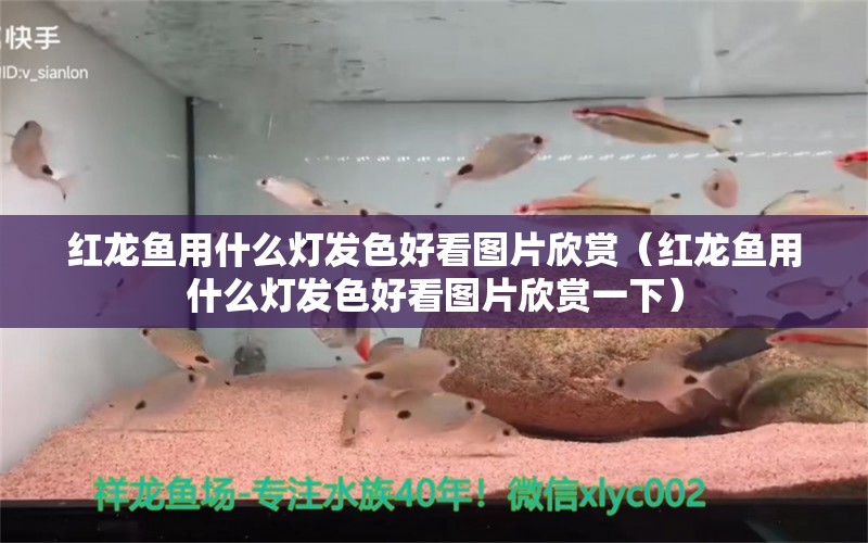 红龙鱼用什么灯发色好看图片欣赏（红龙鱼用什么灯发色好看图片欣赏一下） 印尼红龙鱼