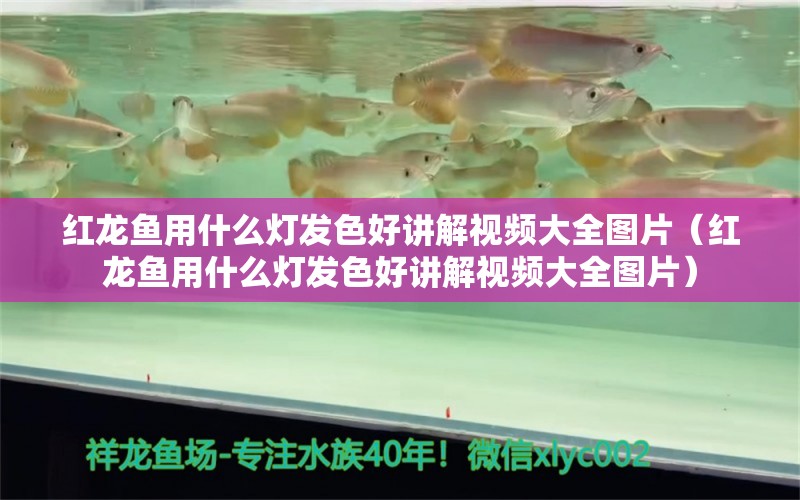 红龙鱼用什么灯发色好讲解视频大全图片（红龙鱼用什么灯发色好讲解视频大全图片） 龙鱼百科