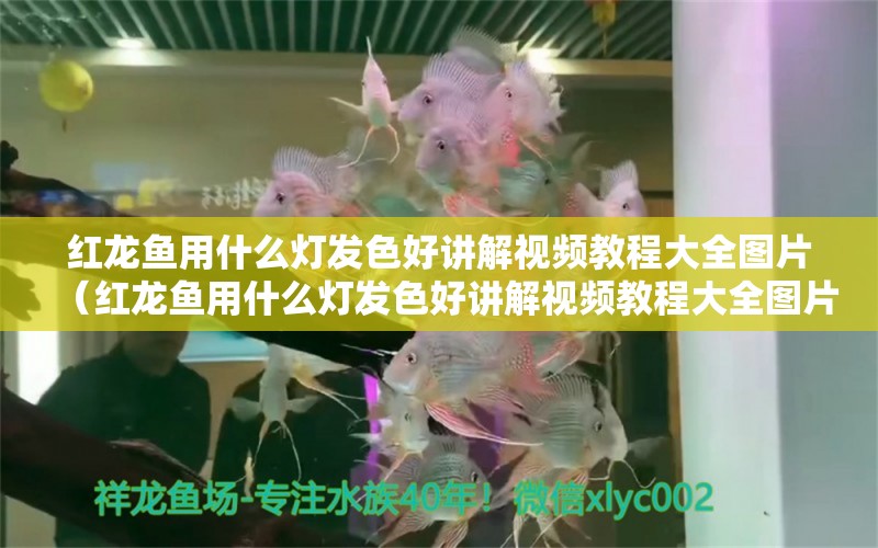 红龙鱼用什么灯发色好讲解视频教程大全图片（红龙鱼用什么灯发色好讲解视频教程大全图片） 印尼红龙鱼