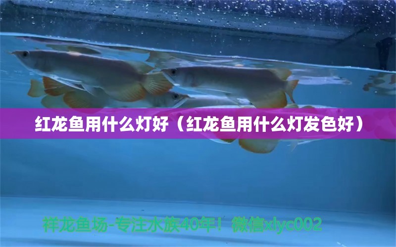 红龙鱼用什么灯好（红龙鱼用什么灯发色好） 印尼红龙鱼