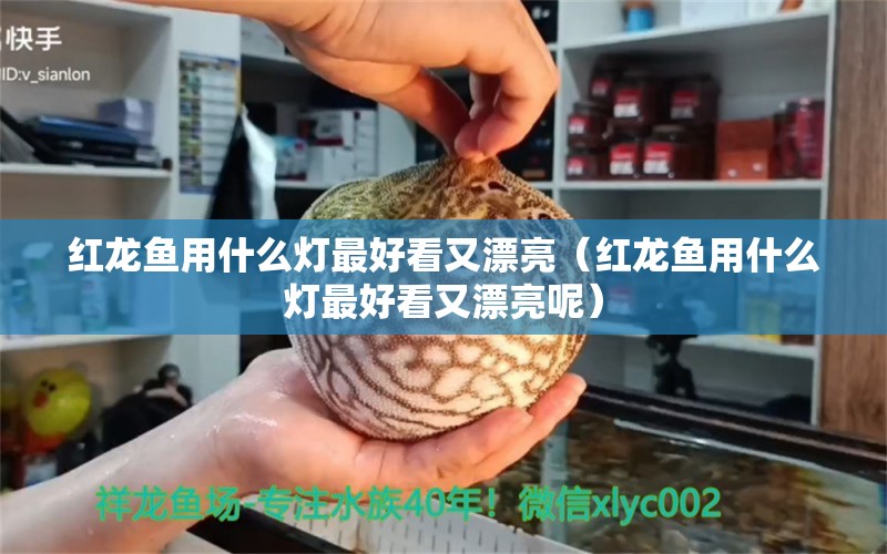 红龙鱼用什么灯最好看又漂亮（红龙鱼用什么灯最好看又漂亮呢） 印尼红龙鱼