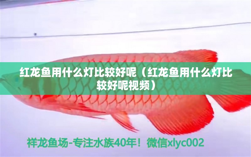 红龙鱼用什么灯比较好呢（红龙鱼用什么灯比较好呢视频） 印尼红龙鱼