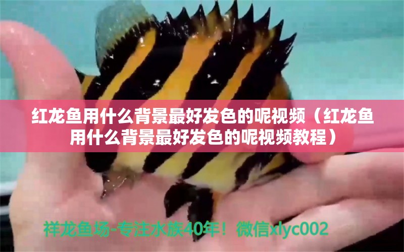红龙鱼用什么背景最好发色的呢视频（红龙鱼用什么背景最好发色的呢视频教程） 印尼红龙鱼