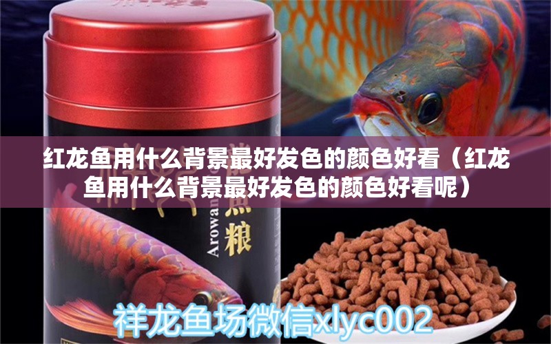 红龙鱼用什么背景最好发色的颜色好看（红龙鱼用什么背景最好发色的颜色好看呢） 印尼红龙鱼