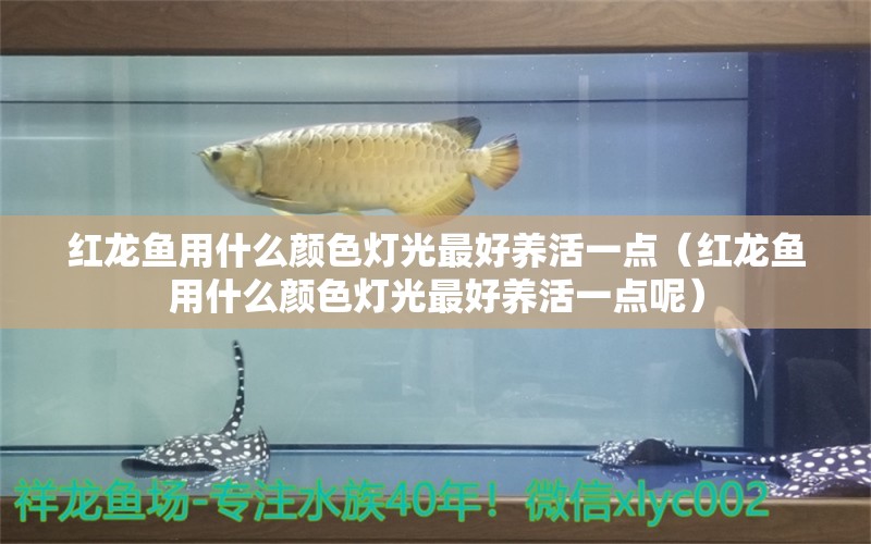 红龙鱼用什么颜色灯光最好养活一点（红龙鱼用什么颜色灯光最好养活一点呢） 印尼红龙鱼