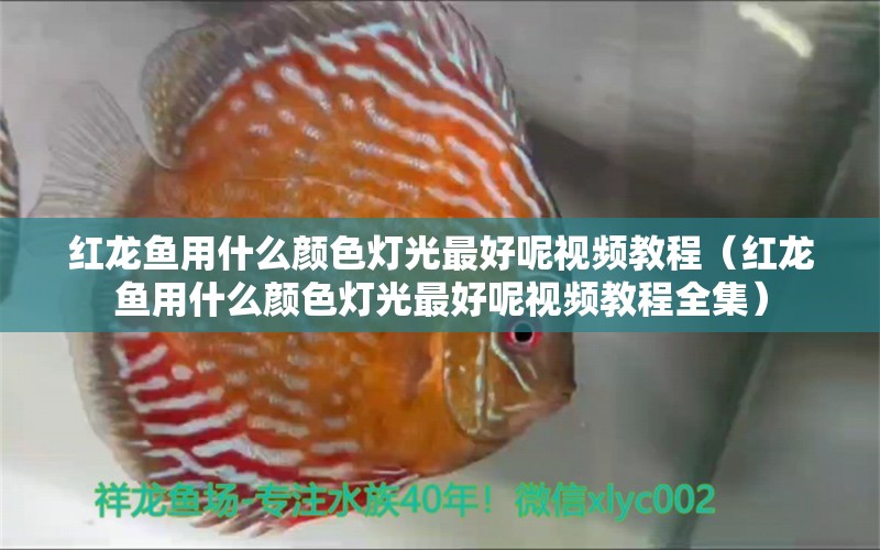 红龙鱼用什么颜色灯光最好呢视频教程（红龙鱼用什么颜色灯光最好呢视频教程全集） 印尼红龙鱼