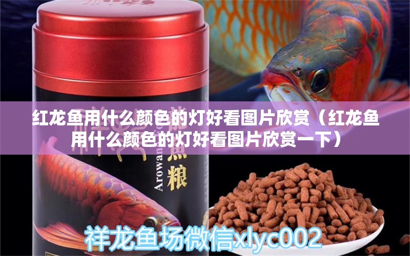 红龙鱼用什么颜色的灯好看图片欣赏（红龙鱼用什么颜色的灯好看图片欣赏一下） 印尼红龙鱼